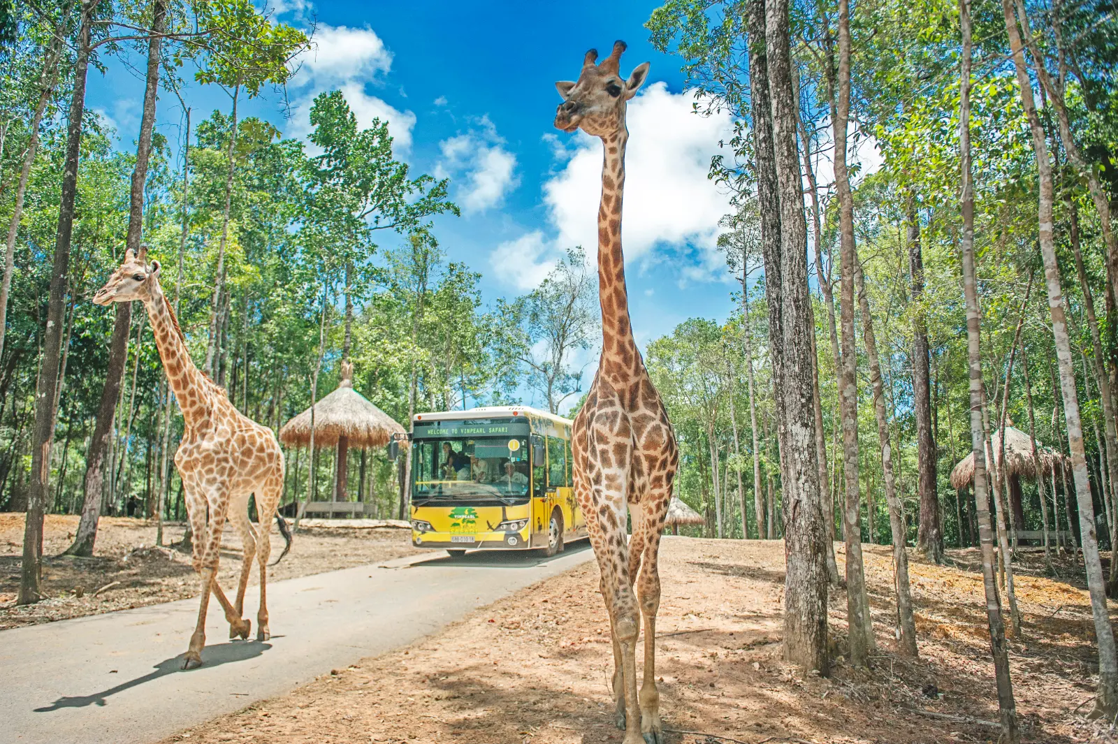越南富国岛珍珠野生动物园（Vinpearl Safari），体验长颈鹿互动与野生动物探索之旅。