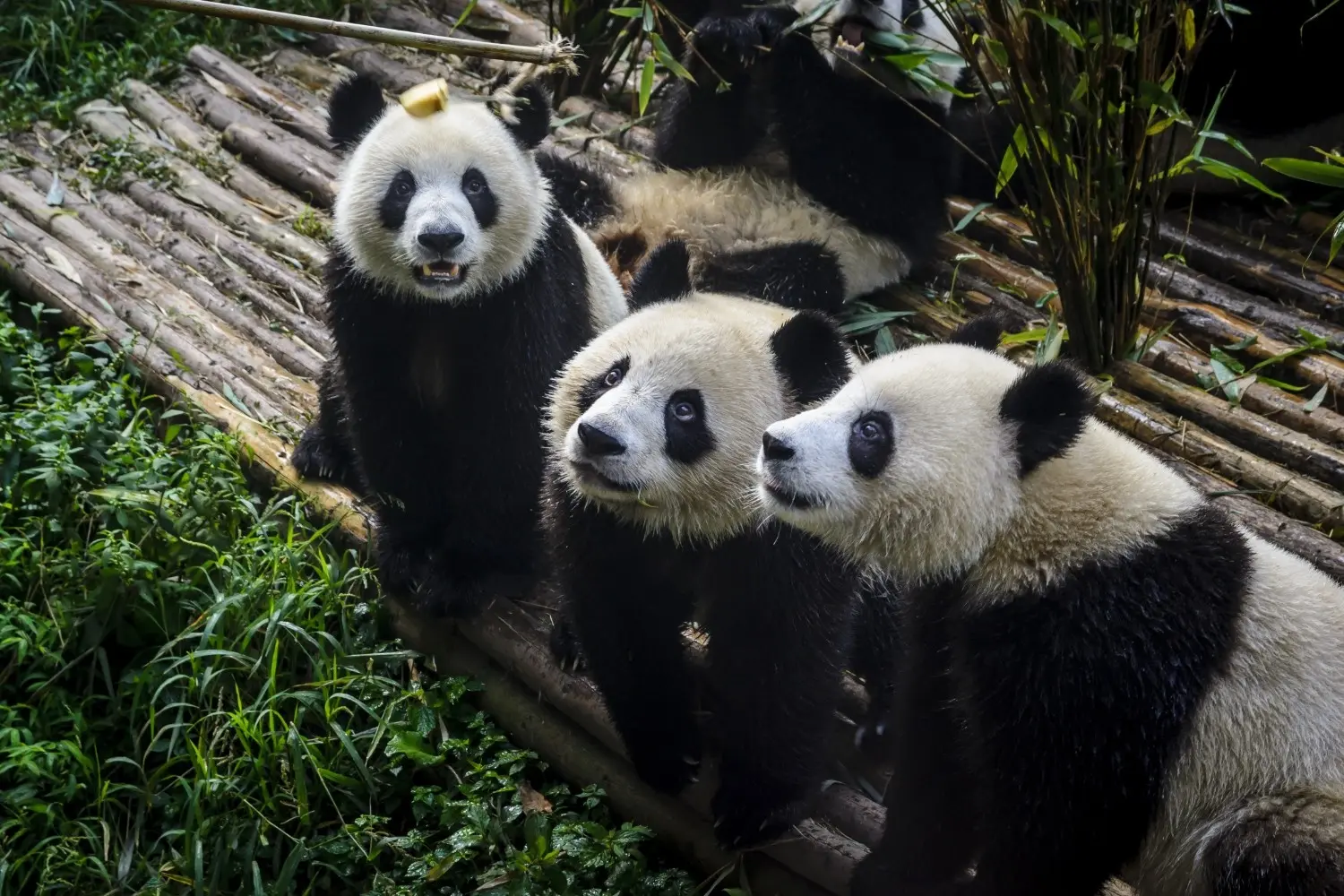 Giant pandas at the Chengdu Research Base of Giant Panda Breeding in Sichuan, China, one of the world's most famous panda conservation centers and a top Chengdu tourist attraction.