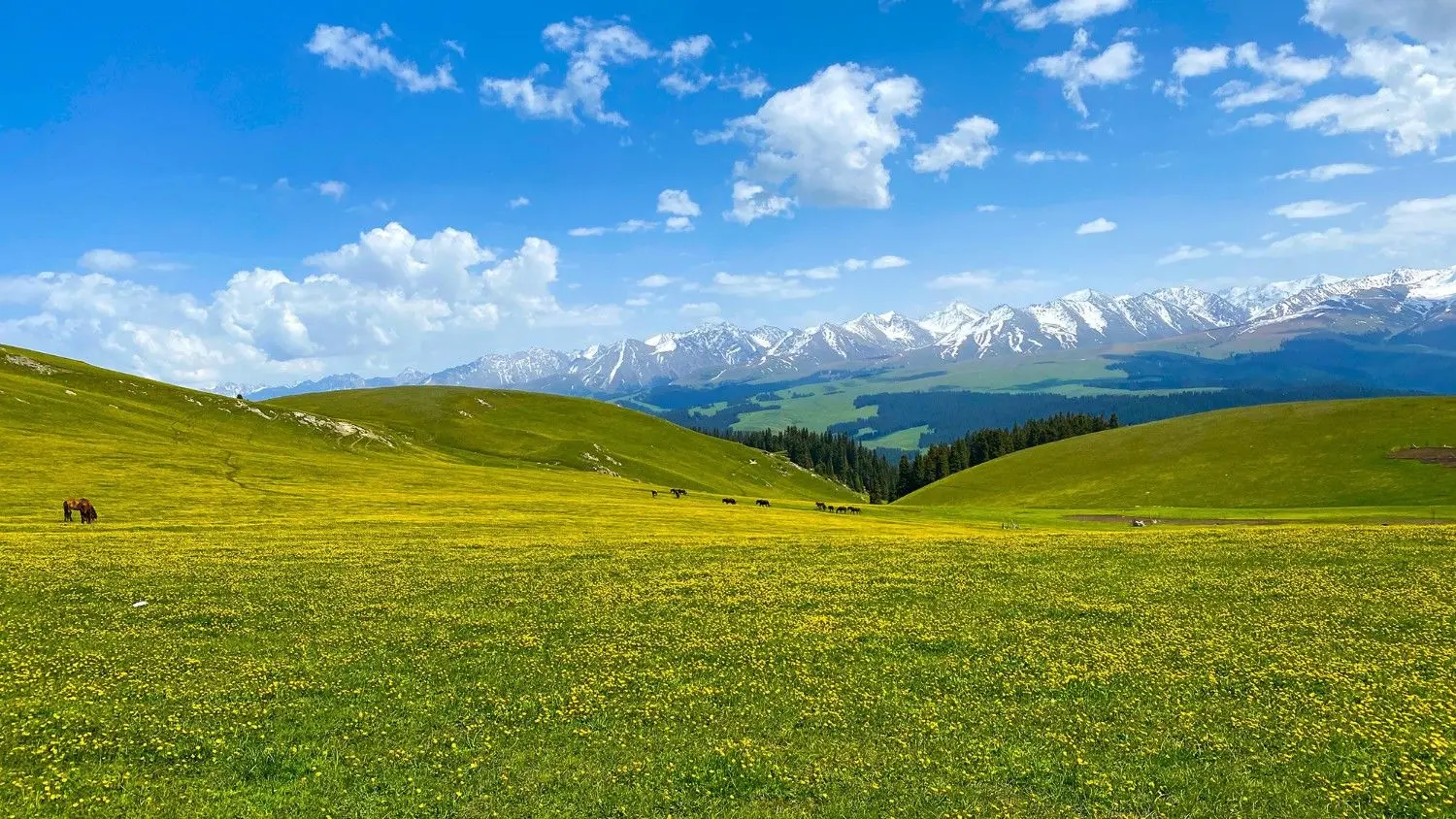 Kalajun Grassland in Ili, Xinjiang, China, featuring rolling green meadows, wildflowers, and snow-capped Tianshan Mountains, one of the world's most beautiful alpine grasslands and a UNESCO World Heritage Site.