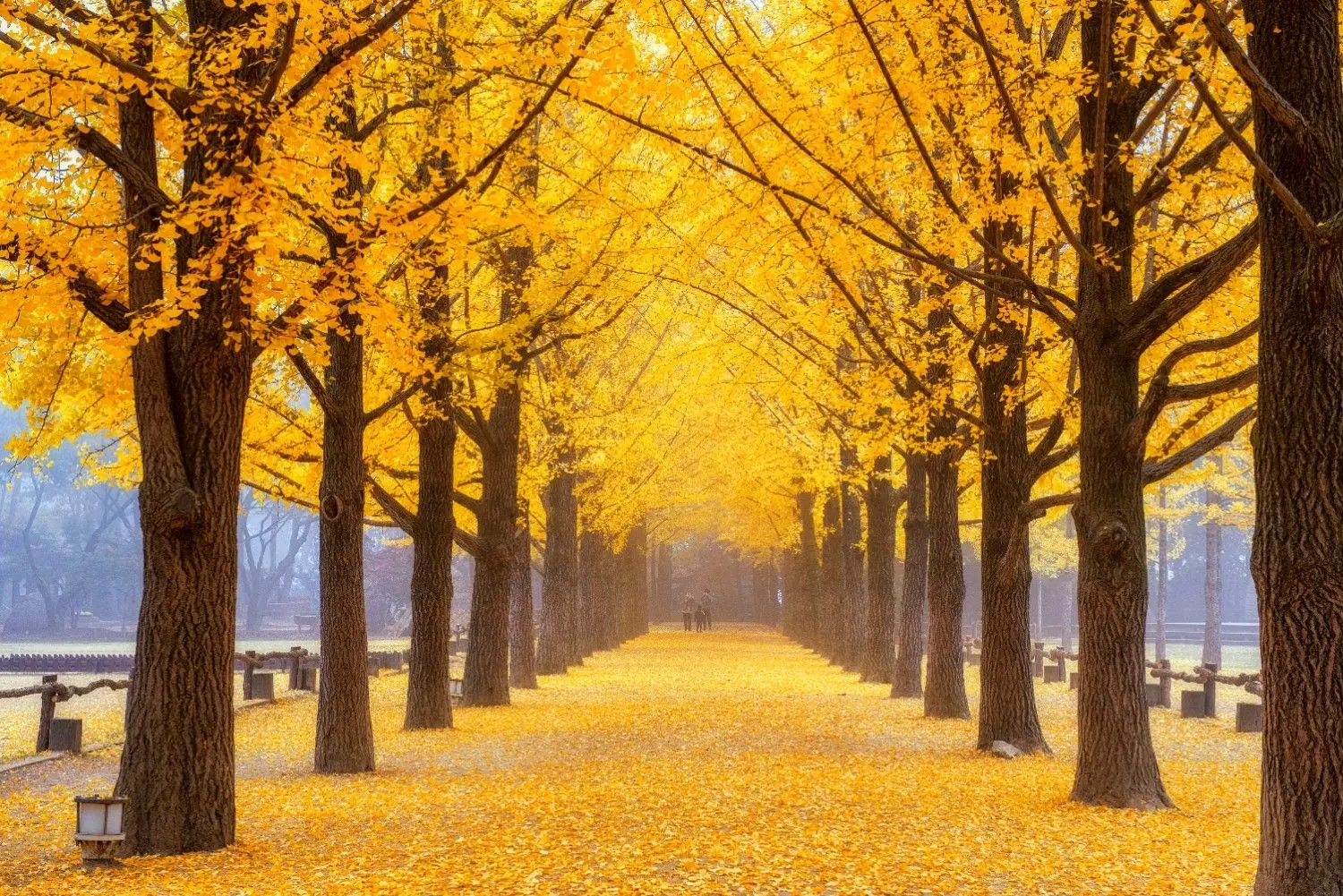 Golden Metasequoia tree-lined road on Nami Island in Chuncheon, Gangwon Province, South Korea, showcasing vibrant autumn foliage, scenic walking paths, and one of Korea's most iconic seasonal travel destinations.