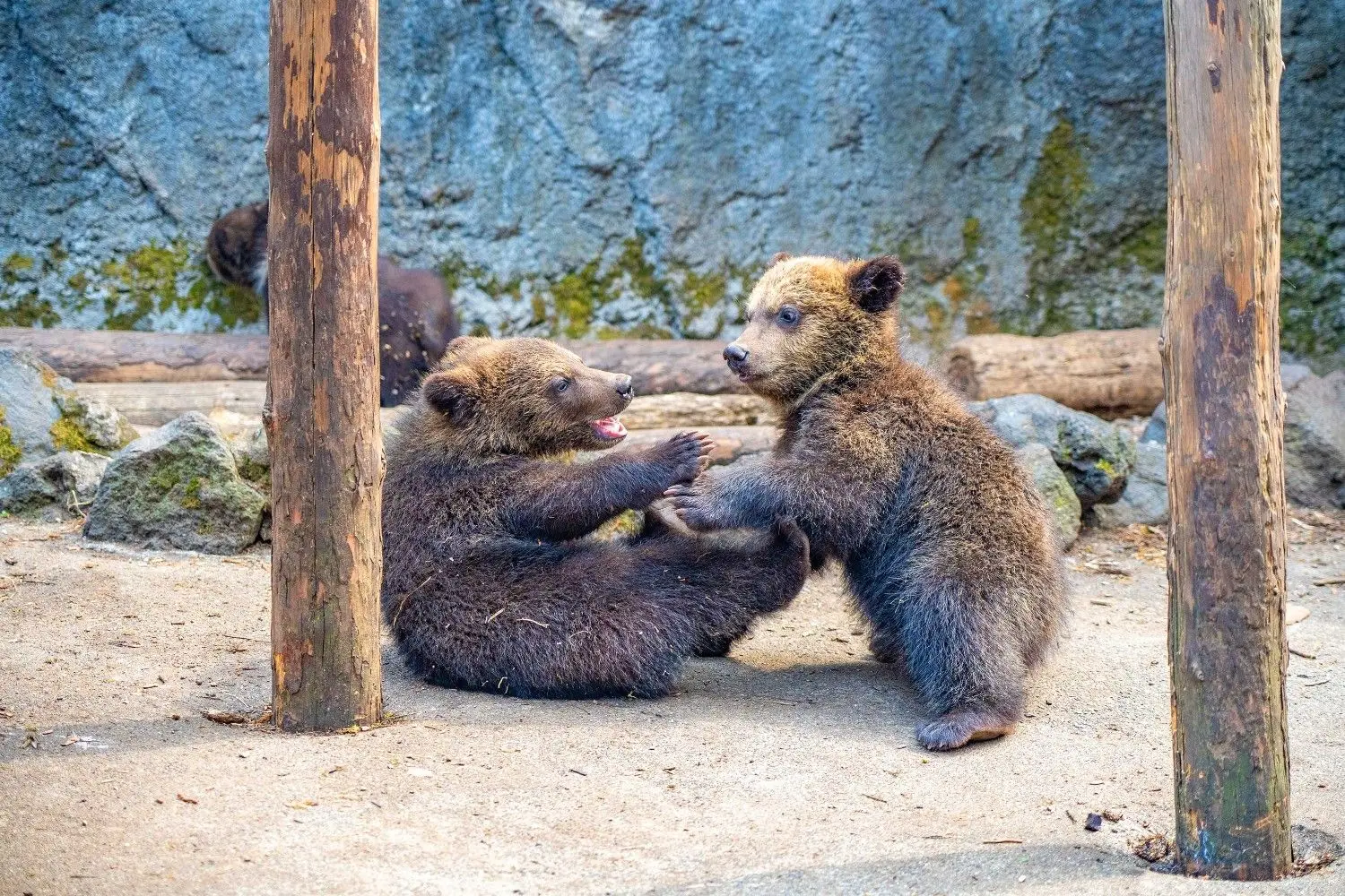 Brown bears at Noboribetsu Bear Park in Hokkaido, Japan, featuring native Hokkaido brown bears in a natural habitat. One of Hokkaido's most popular wildlife attractions, offering visitors an opportunity to observe, learn about, and photograph Japan's largest land mammals.