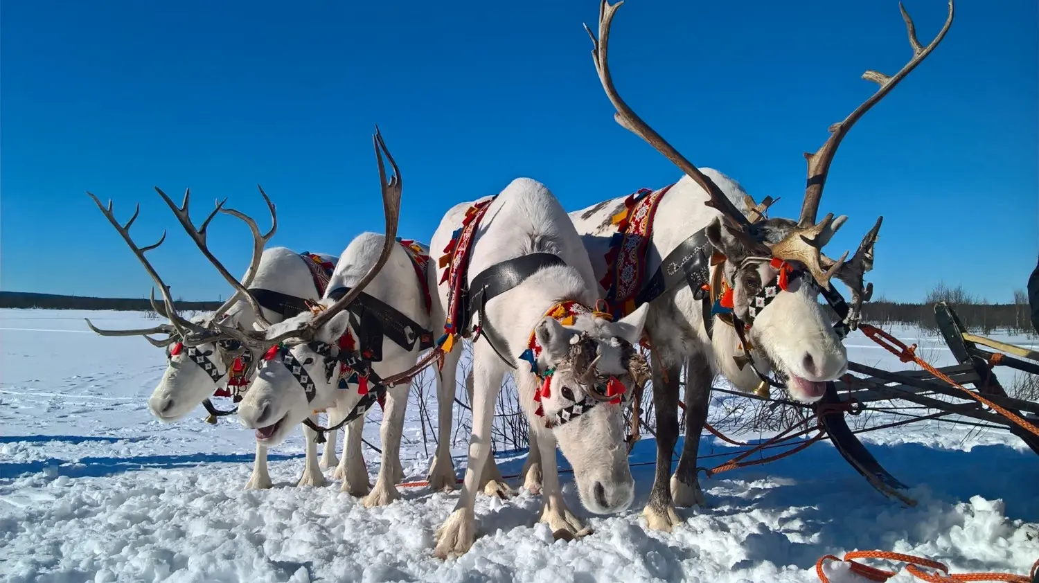 Reindeer at a traditional Sami Village near Murmansk, Russia, surrounded by the snowy Arctic landscape of the Kola Peninsula. A popular cultural experience offering visitors a glimpse into Sami traditions, reindeer herding, and life in Russia’s Far North.