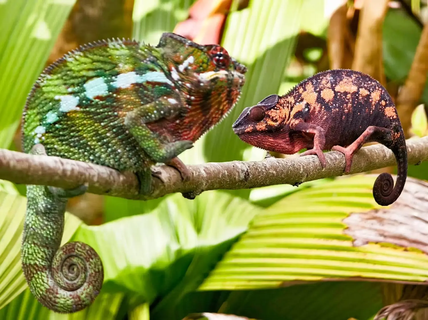 Colorful chameleons at Madagascar Butterfly Valley, showcasing Madagascar’s extraordinary wildlife and biodiversity. The reserve is known for its fascinating chameleons, reptiles, amphibians, and other endemic species.