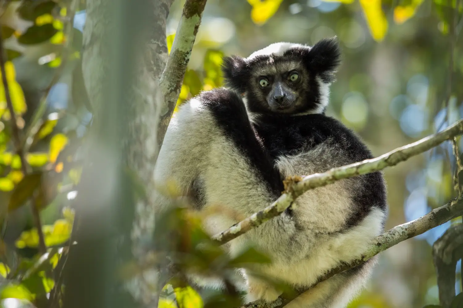 Indri lemur resting among the trees in Andasibe, Madagascar, showcasing one of the island’s most iconic endemic species and the rich biodiversity of Madagascar’s tropical rainforest.
